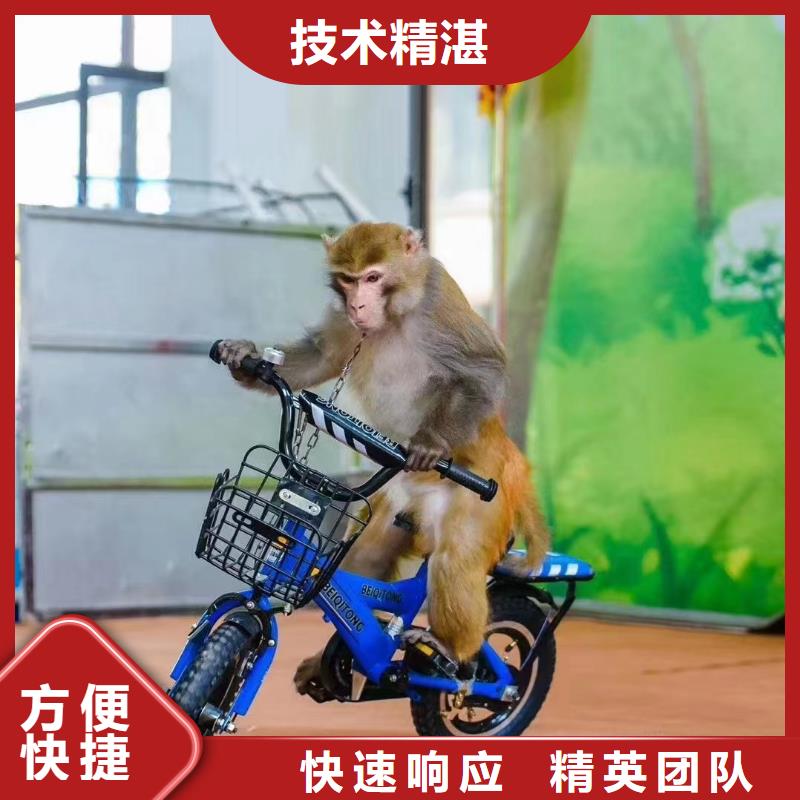 马戏团/羊驼 企鹅租赁好评度高