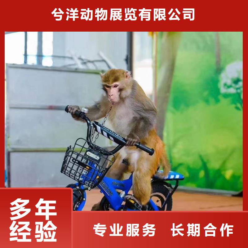马戏团/羊驼-羊驼出租解决方案