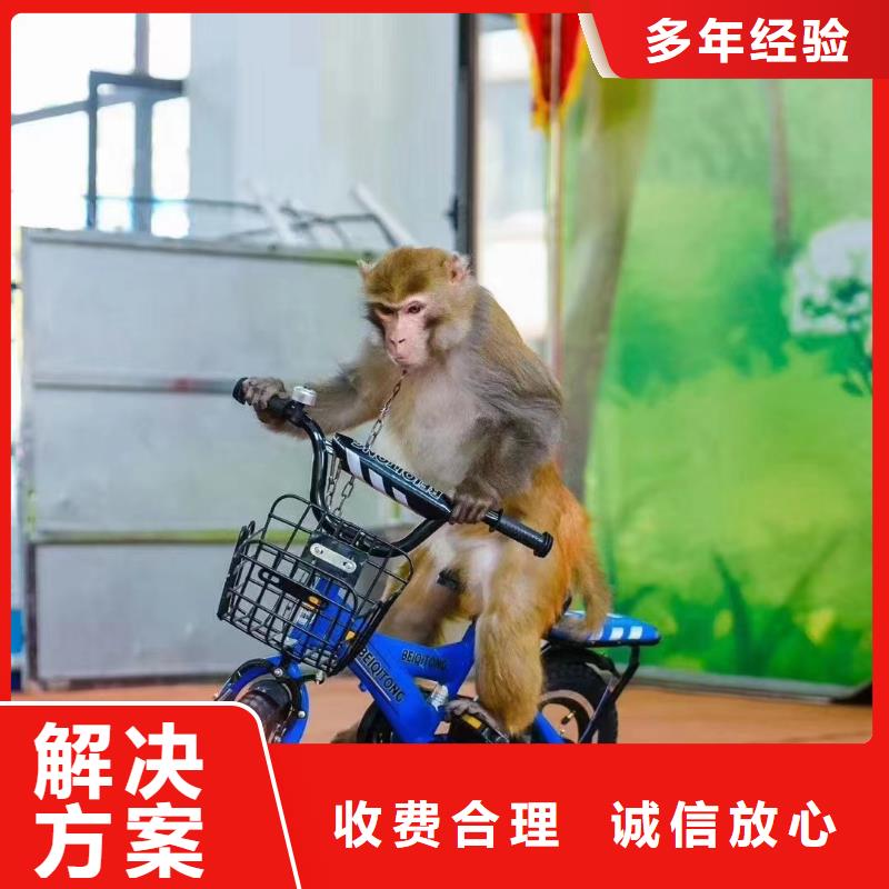 马戏团/羊驼,羊驼表演价格低于同行