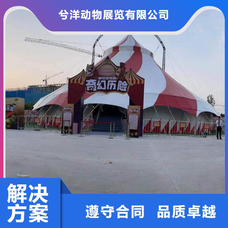 马戏团/羊驼美人鱼表演高性价比