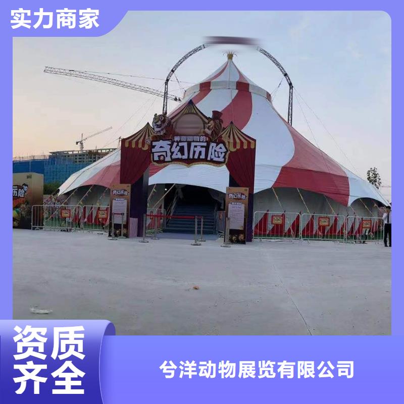 马戏团/羊驼美人鱼表演技术成熟