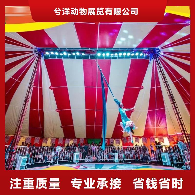 马戏团/羊驼-【出租企鹅表演】服务热情