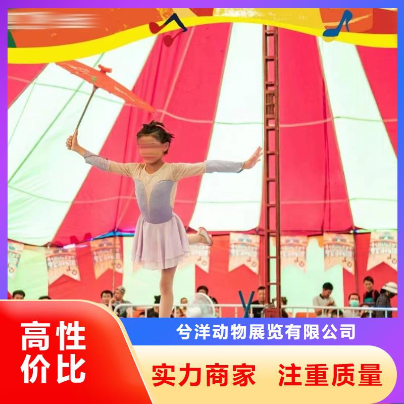 【马戏团/羊驼】_马戏团表演承接