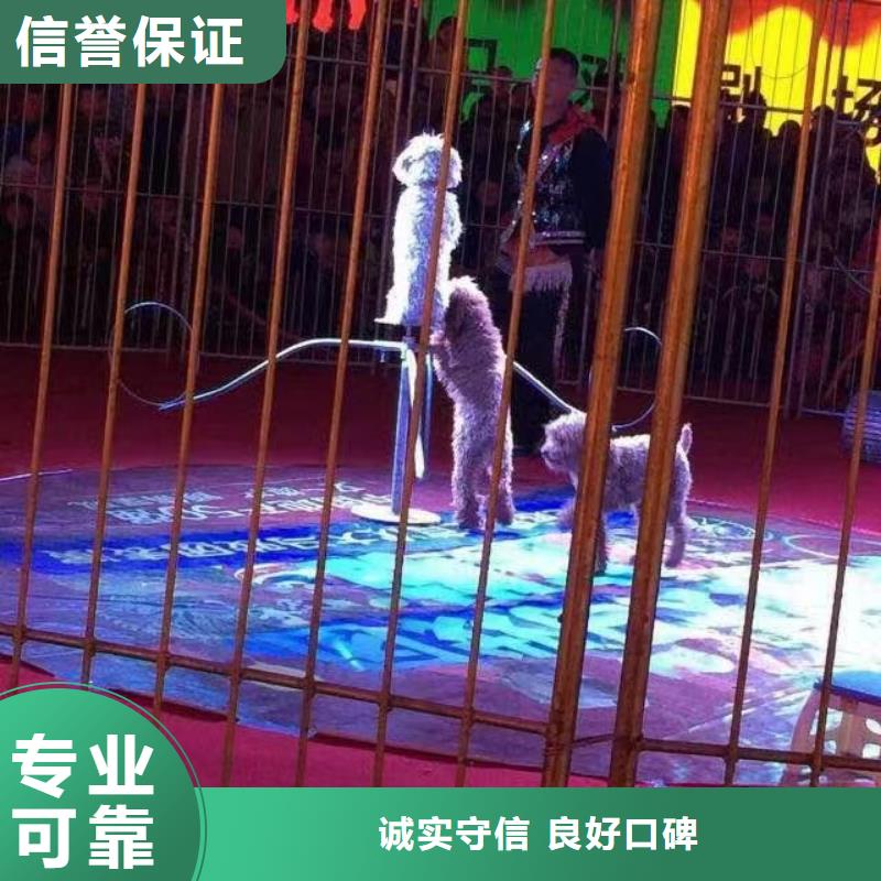 【马戏团/羊驼】_马戏团表演承接