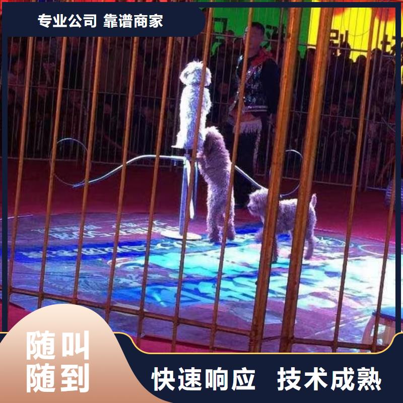 马戏团/羊驼,动物展览秀知名公司