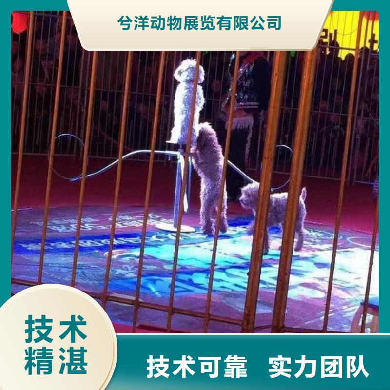 马戏团/羊驼马戏团表演2025公司