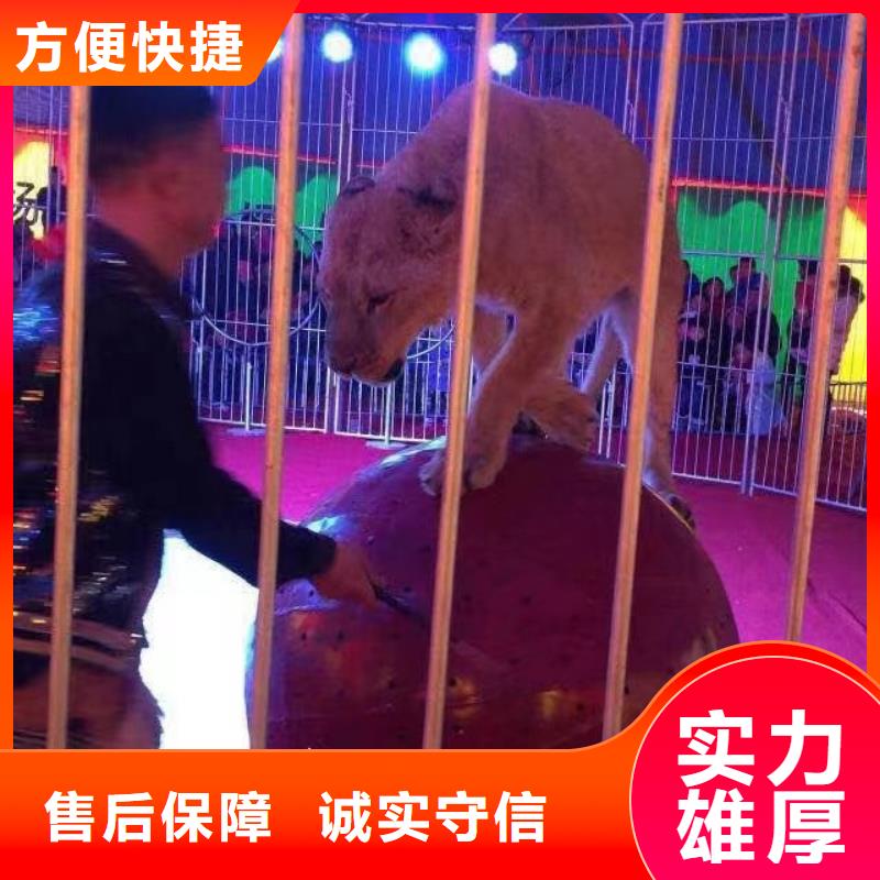 【马戏团/羊驼】_马戏团表演承接