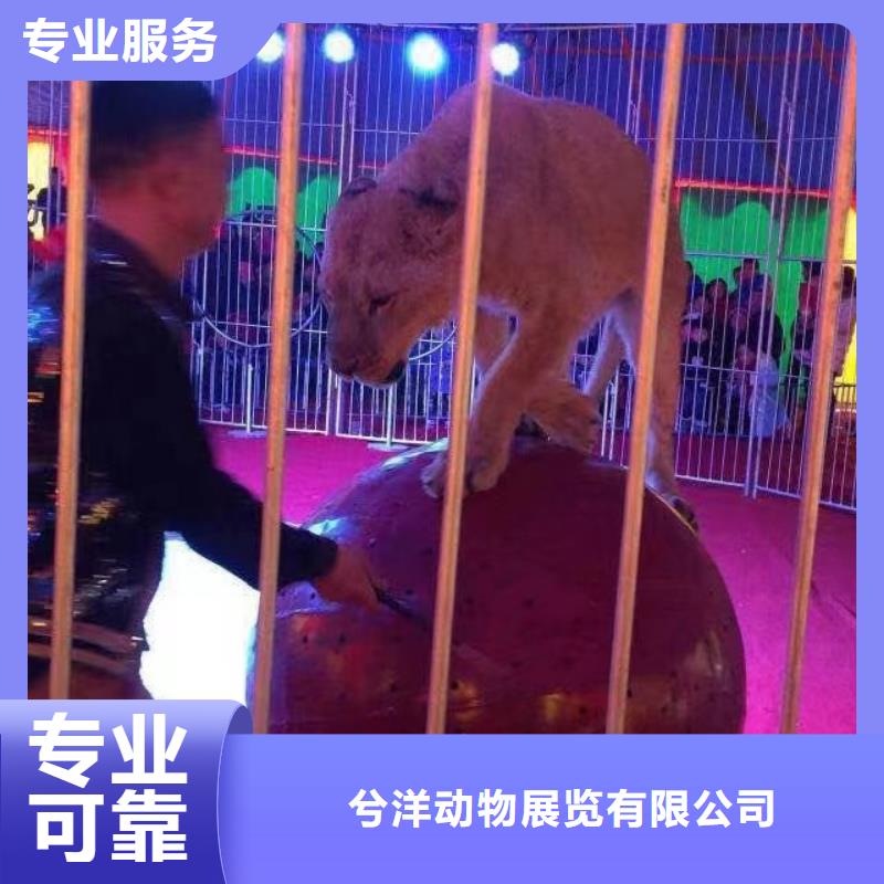 马戏团/羊驼-出租表演羊驼品质好