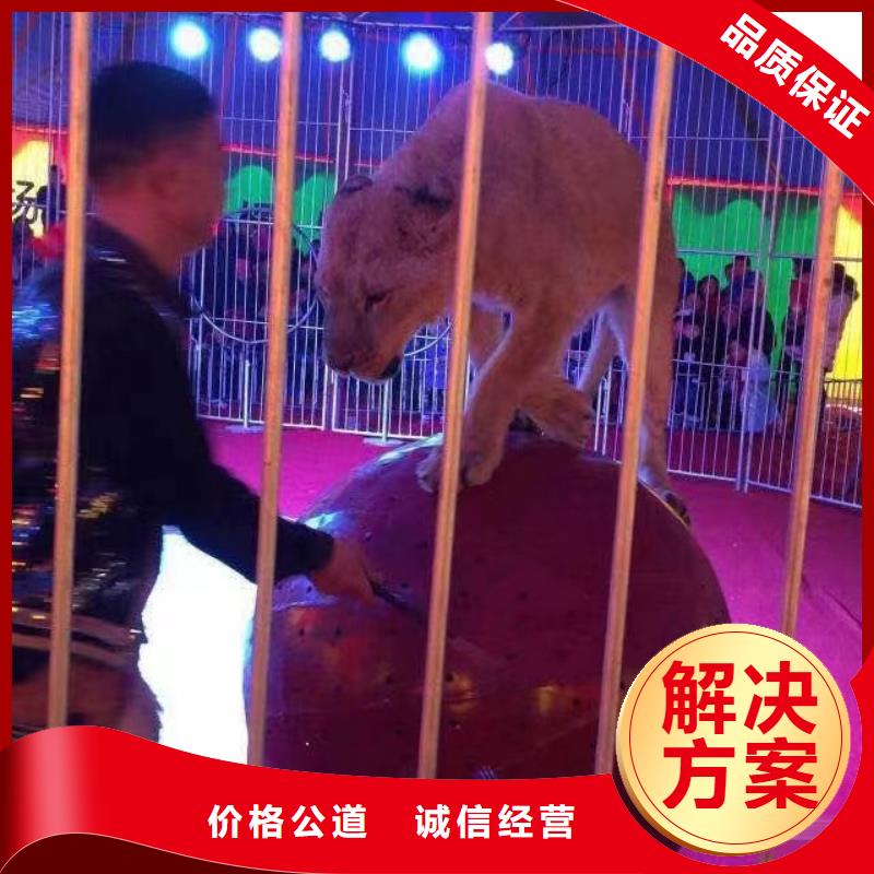 马戏团/羊驼出租动物表演专业