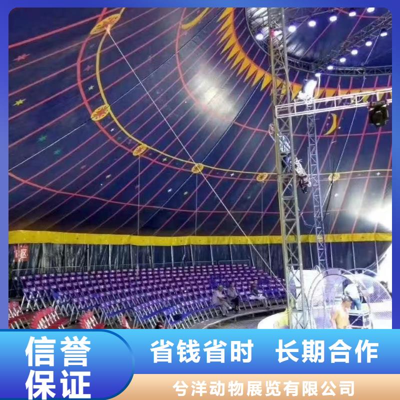马戏团/羊驼出租动物表演专业