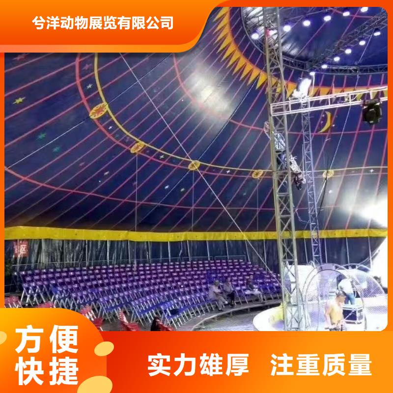 马戏团/羊驼海狮表演出租技术成熟