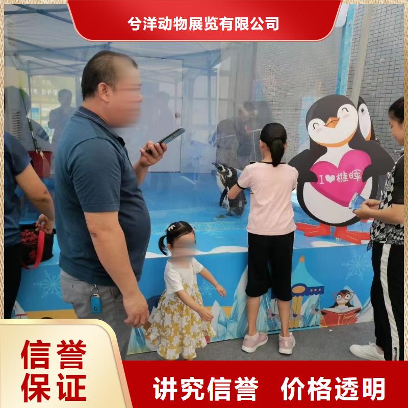 海洋主题动物表演,马戏团出租 从业经验丰富