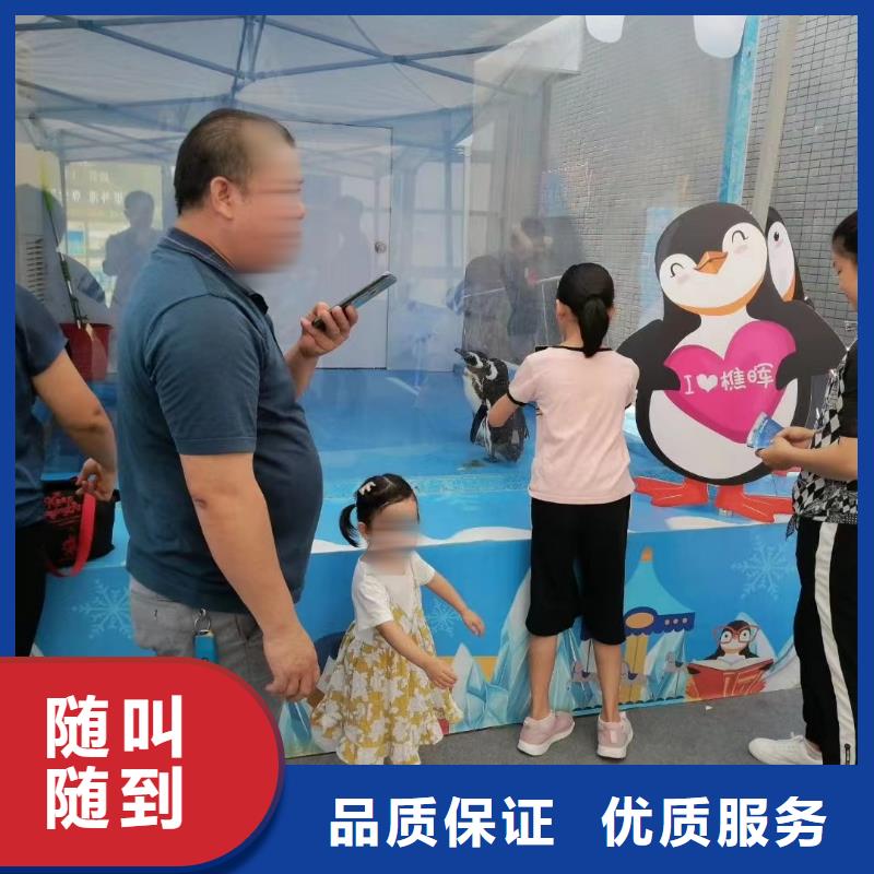海洋主题动物表演【企鹅演出】全市24小时服务