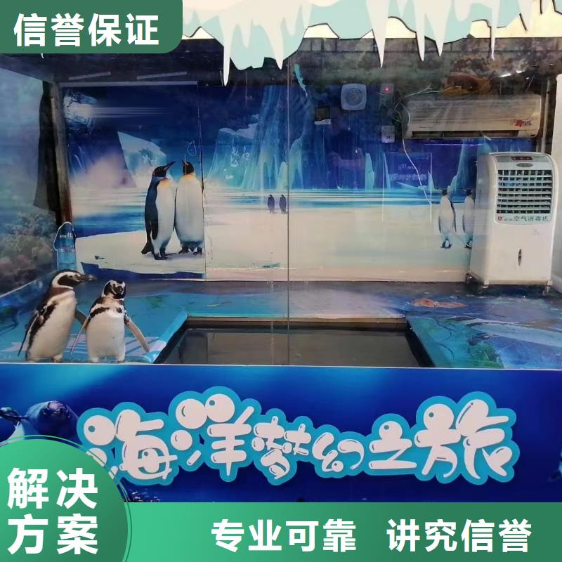 海洋主题动物表演海豚表演多家服务案例