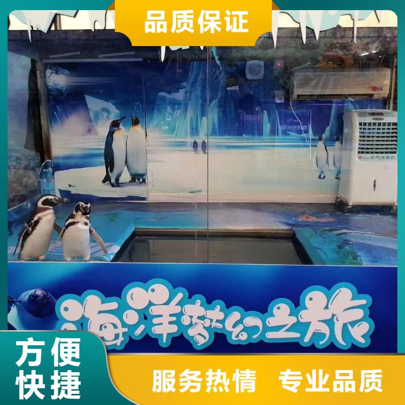 海洋主题动物表演_【美人鱼出租演出】2025公司