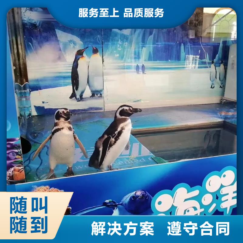 海洋主题动物表演_商场马戏表演出租良好口碑