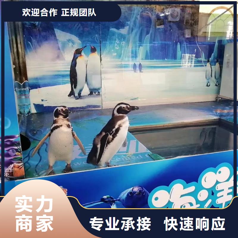 海洋主题动物表演,租赁美人鱼表演品质优
