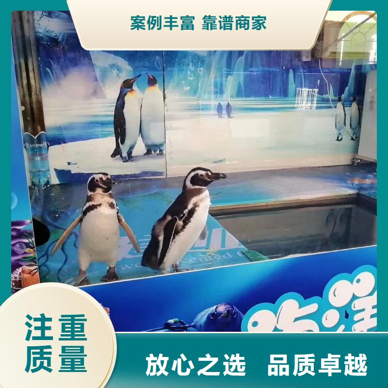 海洋主题动物表演_出租海狮表演先进的技术