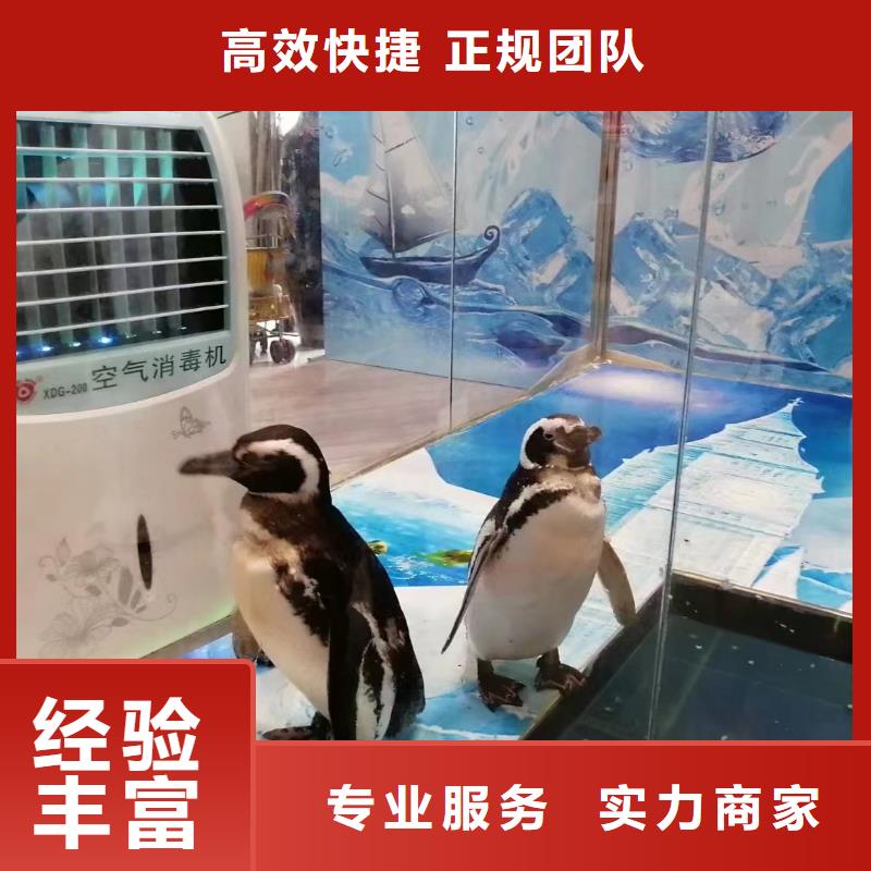 海洋主题动物表演_驯兽表演技术好