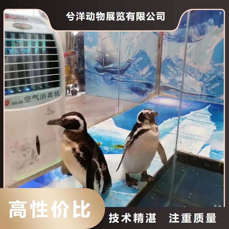 海洋主题动物表演海狮表演出租多年行业经验
