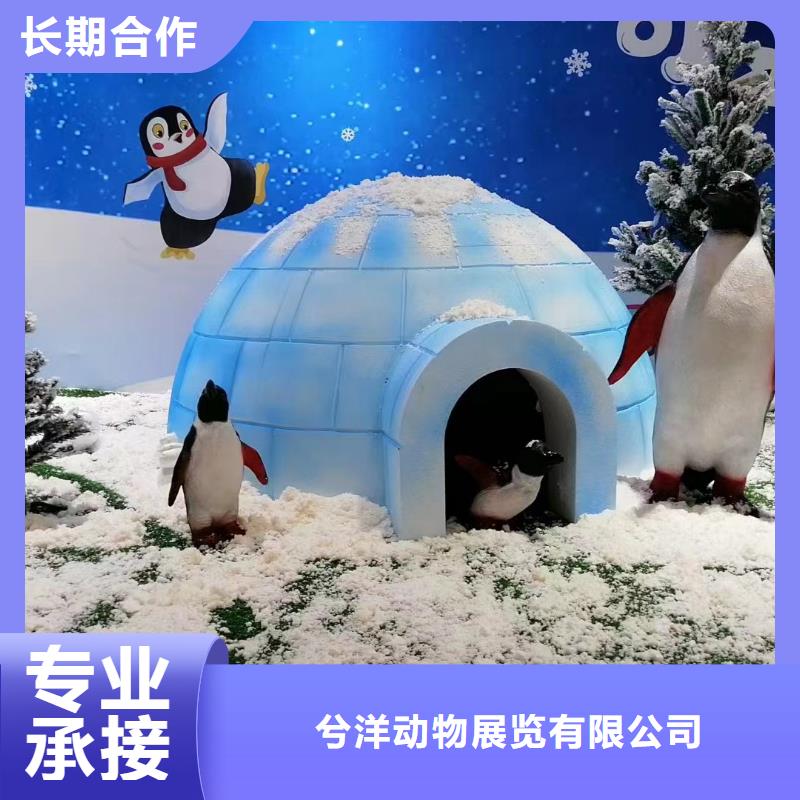 海洋主题动物表演【出租表演海狮】全市24小时服务