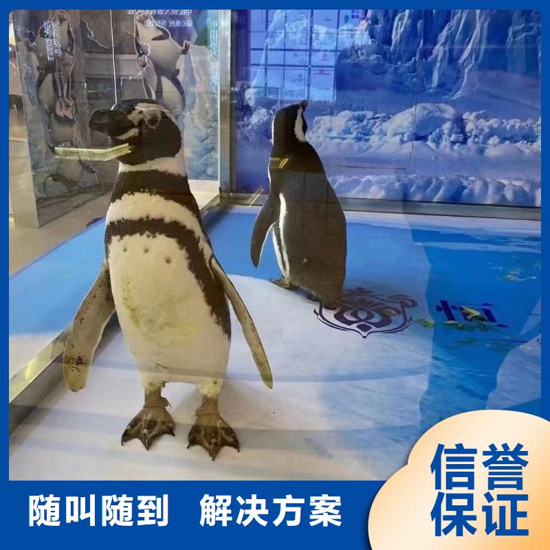 海洋主题动物表演动物表演租赁24小时为您服务