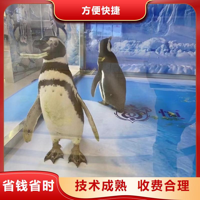 海洋主题动物表演_【海狮表演】欢迎合作