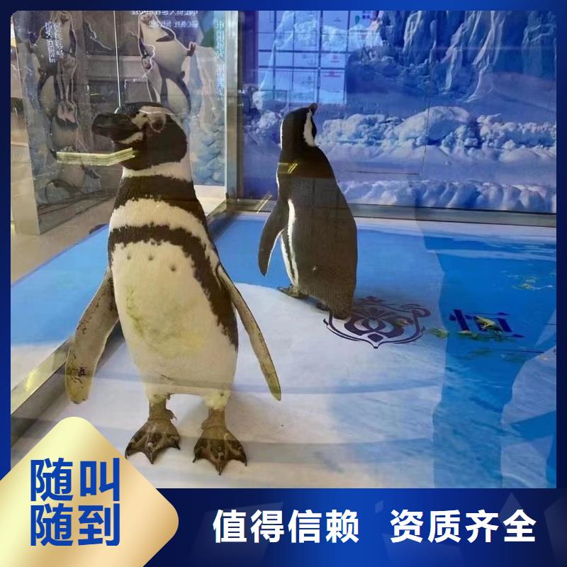 【海洋主题动物表演】 【海狮表演租赁】长期合作