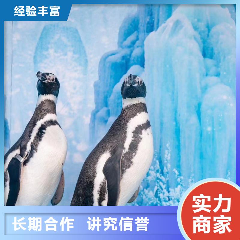 海洋主题动物表演-鹦鹉表演2025专业的团队