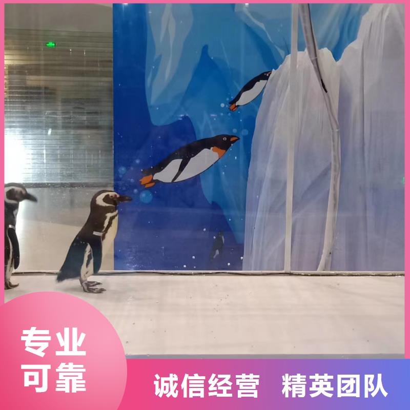 【海洋主题动物表演】 海狮表演出租品质保证