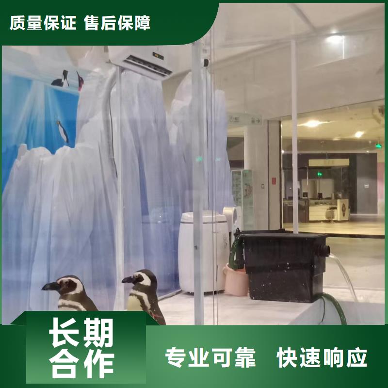 海洋主题动物表演【【海狮表演出租】】质优价廉