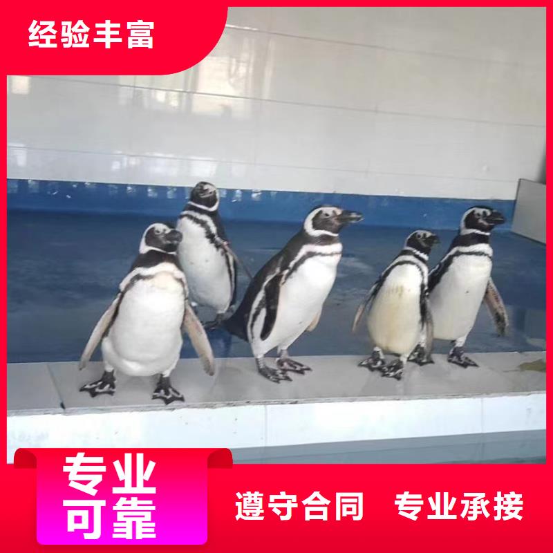 海洋主题动物表演【出租表演海狮】全市24小时服务