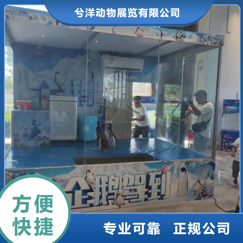 海洋主题动物表演,杂技表演租赁服务品质服务