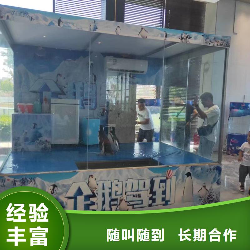 海洋主题动物表演 【海豚表演】实力公司