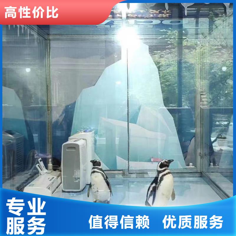 海洋主题动物表演,马戏团出租 从业经验丰富