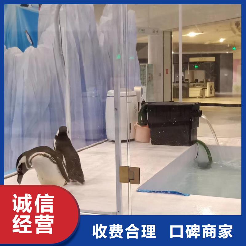 海洋主题动物表演出租马戏表演快速