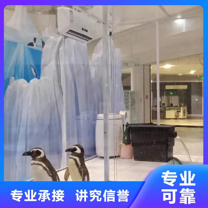 海洋主题动物表演美人鱼表演技术可靠