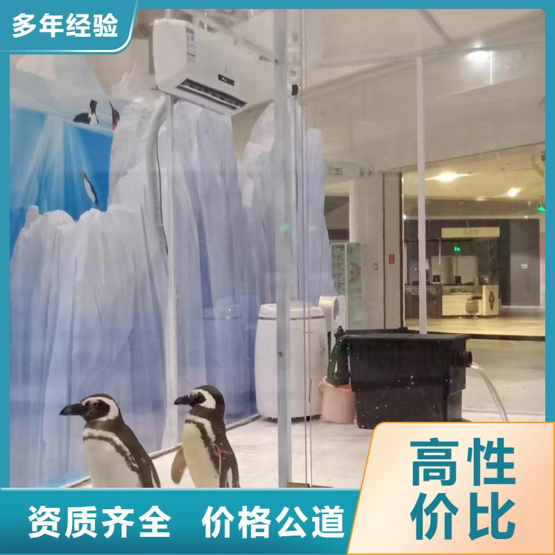 海洋主题动物表演鹦鹉表演租赁正规
