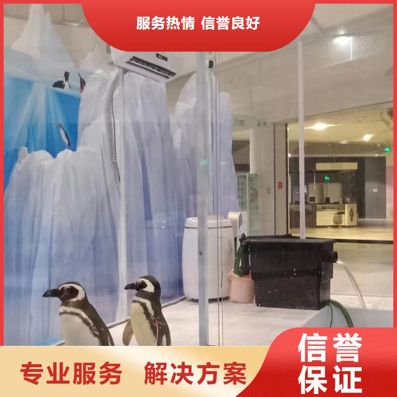 海洋主题动物表演 出租羊驼多年行业经验