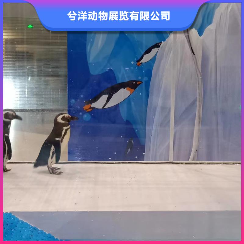 海洋主题动物表演景区杂技表演专业