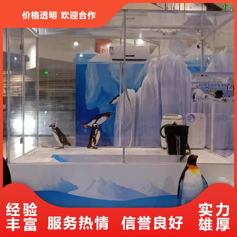 海洋主题动物表演-【出租表演鹦鹉】24小时为您服务