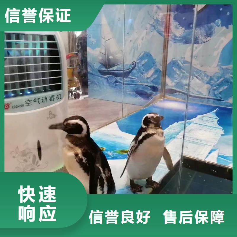 海洋主题动物表演美人鱼表演质量保证