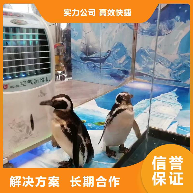 【海洋主题动物表演】 表演动物出租诚信经营