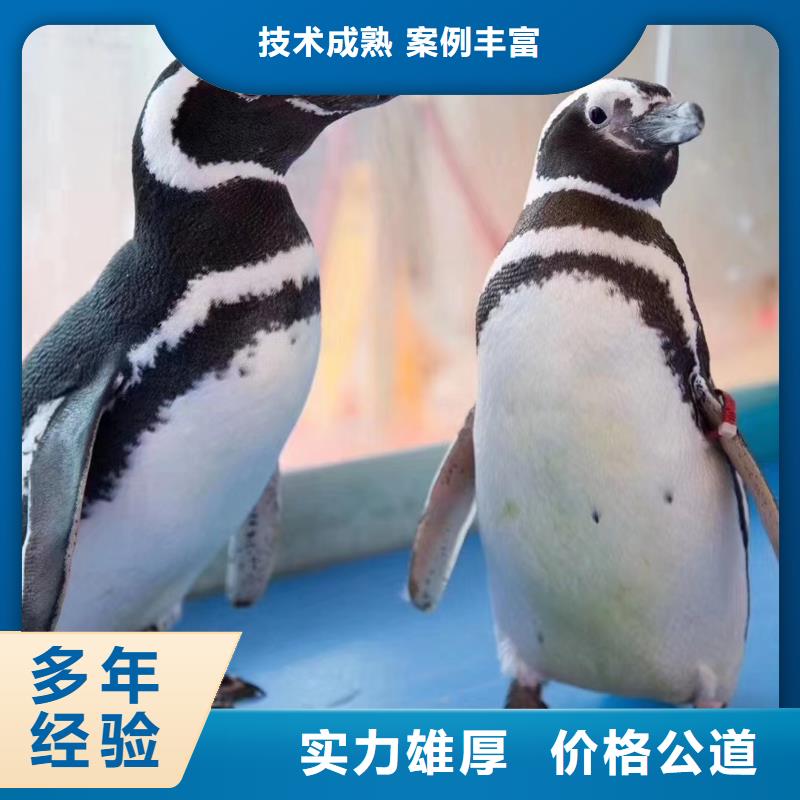 海洋主题动物表演【企鹅表演出租】从业经验丰富