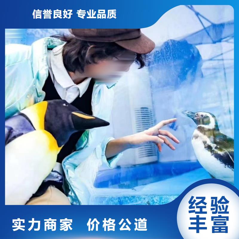 海洋主题动物表演海狮表演出租多年行业经验
