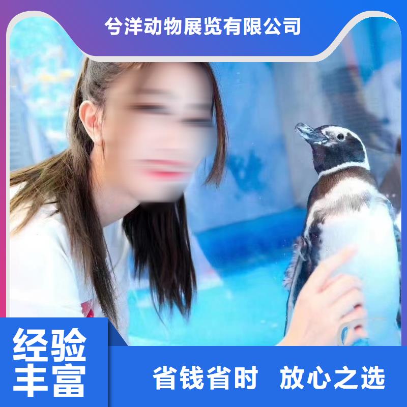 海洋主题动物表演美人鱼表演一站式服务