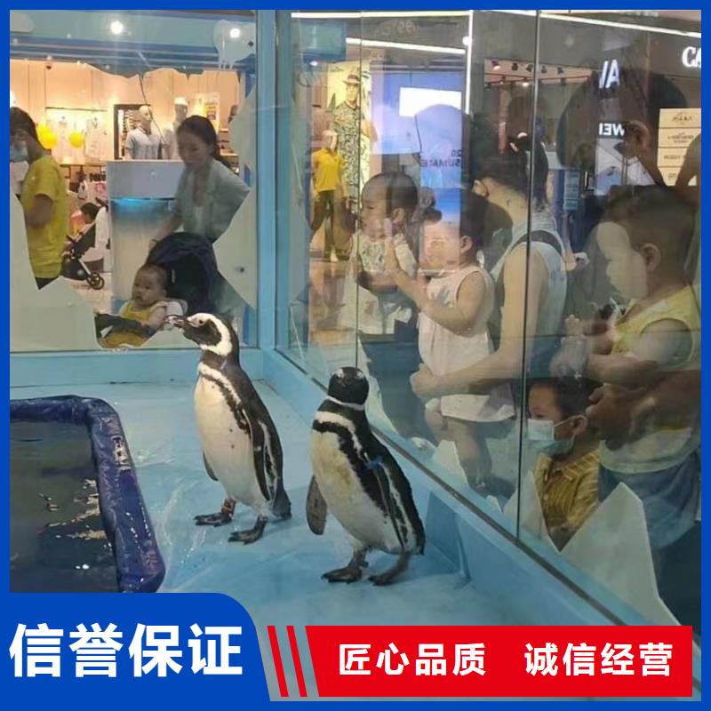 海洋主题动物表演马戏团表演多年行业经验
