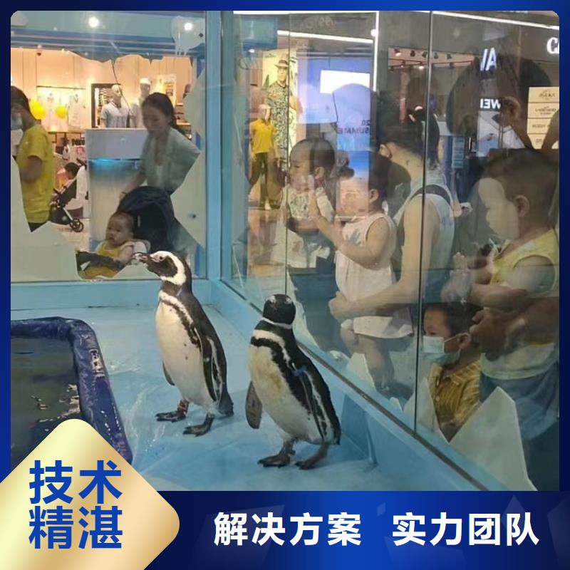 海洋主题动物表演出租马戏团表演从业经验丰富