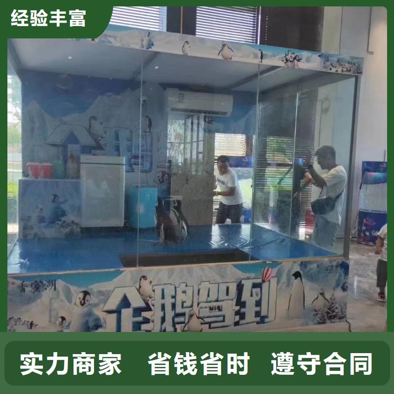 海洋主题动物表演【海狮杂技表演】实力商家