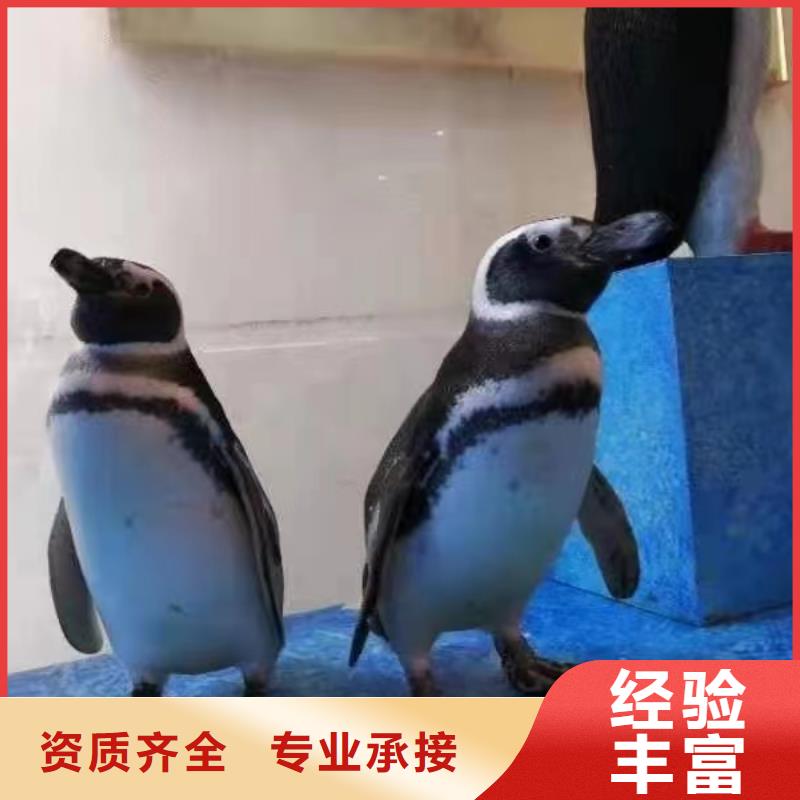 海洋主题动物表演美人鱼表演质量保证